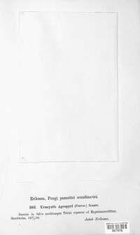 Urocystis agropyri image